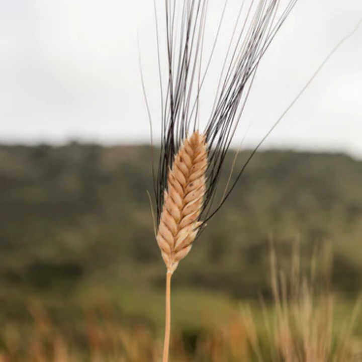 FARINE INTÉGRALE DE PETIT ÉPEAUTRE